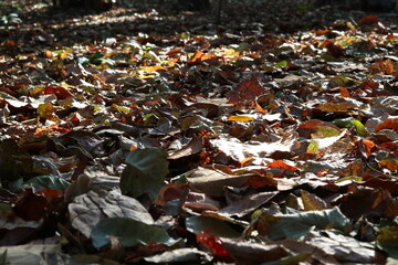 Dry leaves and branches in autumn with 