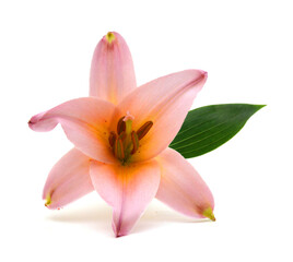 Fototapeta na wymiar A lily flower decorating
