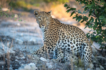 Leopard in Etosha Park, Namibia