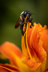 Bee on Orange Lilly flower