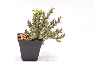 Close up Huernia succulent plants in black pot isolate on white background.