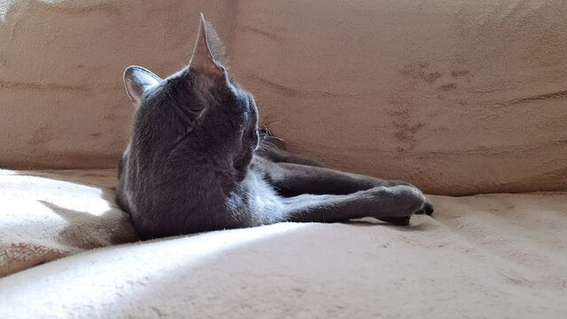 Un chat au repos sur un canap&eacute;