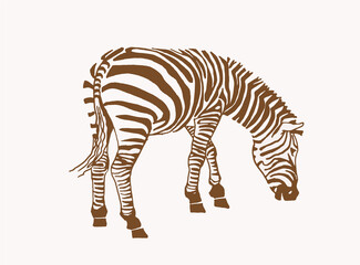 Vintage illustration of zebra, sepia background