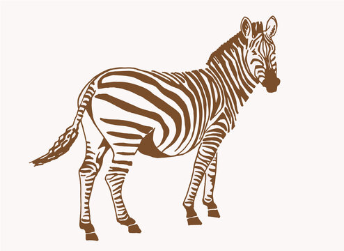 Vintage illustration of zebra, sepia background