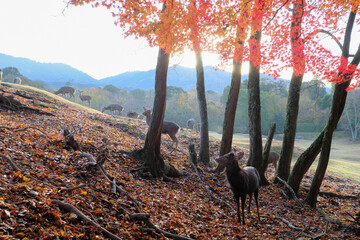 紅葉と鹿