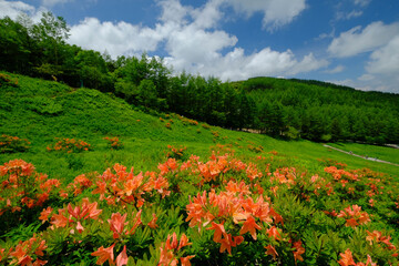 レンゲツツジ
