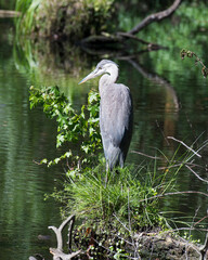 Blue Heron Stock Photos. Close-up profile view in the pond surrounded with foliage displaying feather blue plumage, beak, eye, legs, in its environment and habitat with a blur  water background.