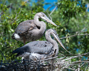 Blue Heron Stock Photos. Blue Heron birds close-up profile view perched on the nest with a blur background, displaying blue feather plumage, beak, eyes in their environment and habitat. Image. Picture