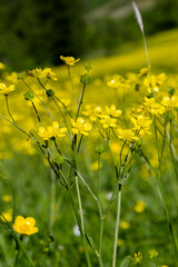 yellow buttercup flowers in the nature