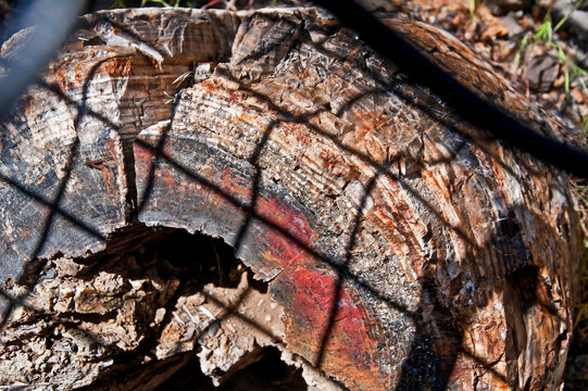 Petrified Wood Log, That Is Under A Chain Link Fence To Preserve And Keep Sake.  Taken In The Petrified Forest In Washington State.