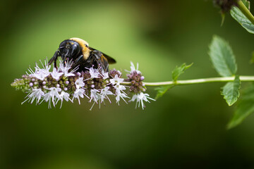 bee on a flower
