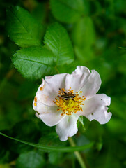 Rosa sempervirens, the evergreen rose, is a plant in the family Rosaceae, a climbing perennial with very prickly stems and insect