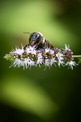 bee on a flower