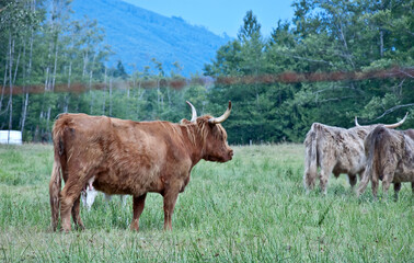 Scottish Highland cows in a pasture.  Their majestic long horns and fur are very appealing.  Full body, side view.