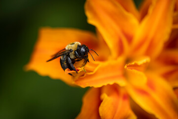 Bee on Orange Lilly flower