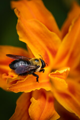 Bee on Orange Lilly flower