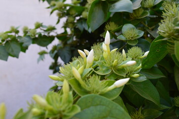 Jasmine flower