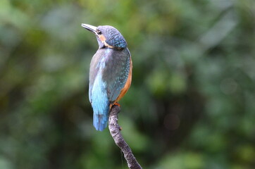 Martin-pêcheur d'Europe (Alcedo atthis)