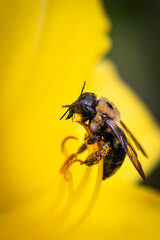 Bee on yellow Lilly flower