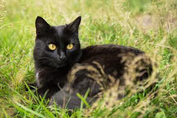 Naklejka na ściany i meble Beautiful Bombay black cat portrait with yellow eyes lie outdoors in green grass in nature 