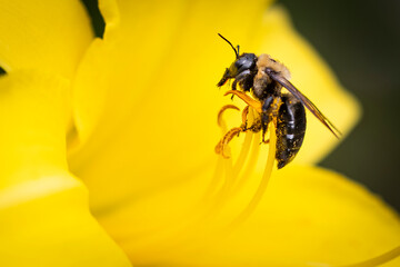 Bee on yellow Lilly flower
