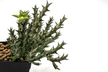 Close up  green flower of Huernia succulent plants isolate on white background.