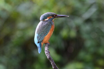 Martin-pêcheur d'Europe (Alcedo atthis)