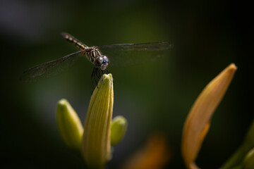macro of Dragonfly