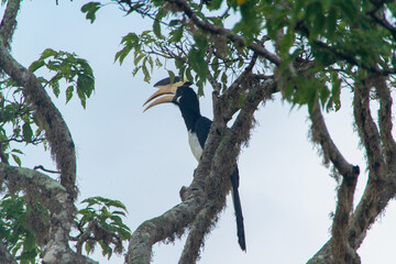 スリランカのヤーラ国立公園のカササギサイチョウ