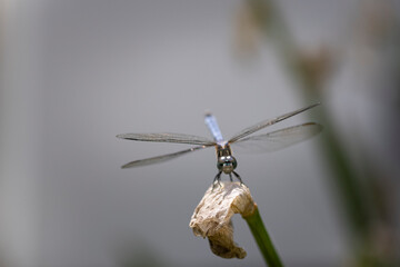 macro of Dragonfly