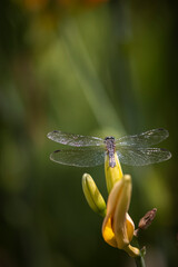 macro of Dragonfly