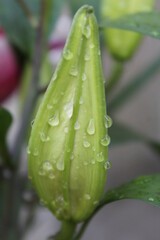 Gouttes d'eau sur lys oriental rose. 