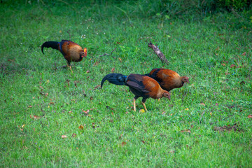 Fototapeta premium スリランカのヤーラ国立公園のセイロンヤケイ 