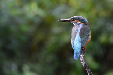 Martin-pêcheur d'Europe (Alcedo atthis)