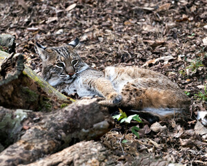 Bobcat Stock Photos. Image. Portrait. Picture. Bobcat animal close-up profile view resting by logs.