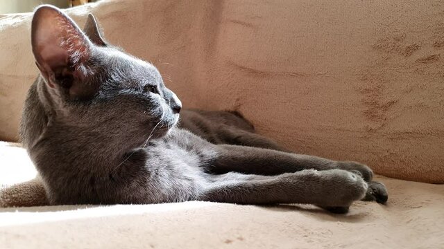 Un chat au repos sur un canap&eacute;