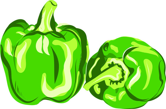 vector illustration of a green pepper