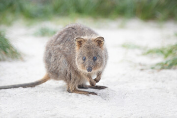 The happiest animal kid quokka is smiling and greeting at Rottnest Island in Perth, Western Australia 