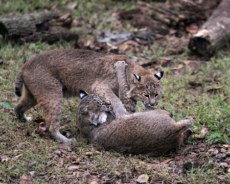 Bobcat Stock Photos. Bobcat couple wrestling to subdue each other, displaying brown fur, their bodies, faces, heads, ears, eyes, mouth, paws, tails in their environment and habitat.