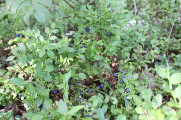 blueberry bushes with blueberry berries small blue in the forest close up