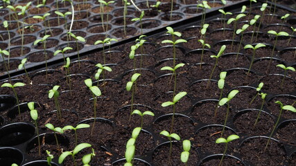 Many small trees in black plastic nursery pots.