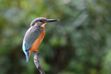Martin-pêcheur d'Europe (Alcedo atthis)