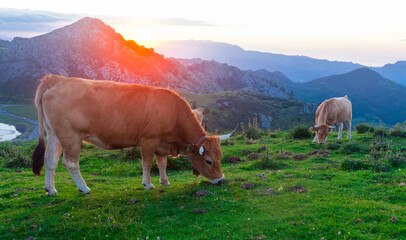 Fototapeta na wymiar Asturian Mountain cattle cow sits on the lawn in a national park among the mountains at sunset