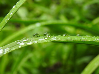 Water drops on a daylily leaf