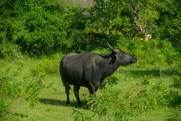 スリランカの草原に佇むスイギュウ