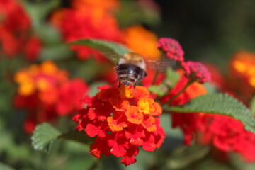 bee on a flower