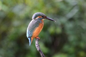 Martin-pêcheur d'Europe (Alcedo atthis)