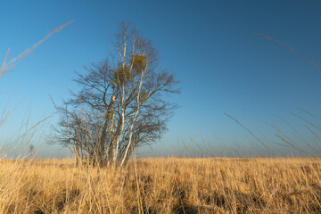 Leafless trees in dry grass and cloudless sky