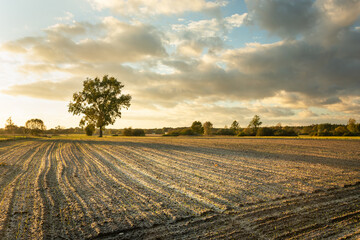 A sown field with a tree and beautiful evening clouds