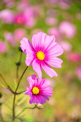 コスモスの花